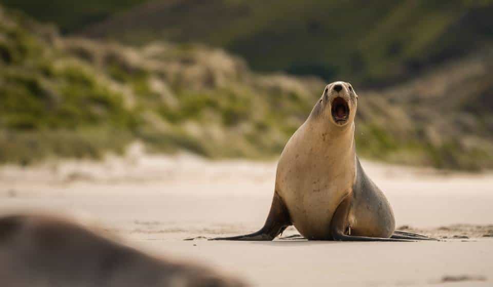 Coastal Otago Seal