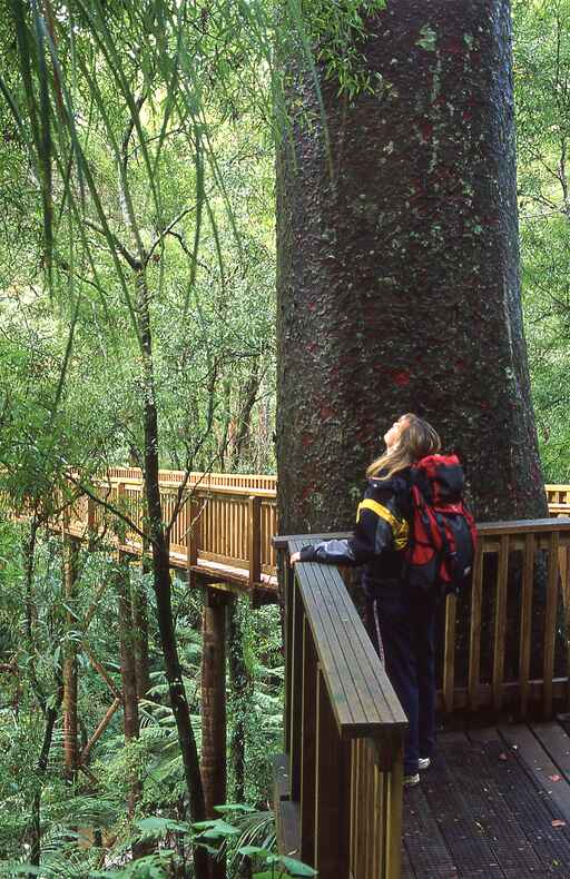 A.H. Reed Memorial Kauri Park