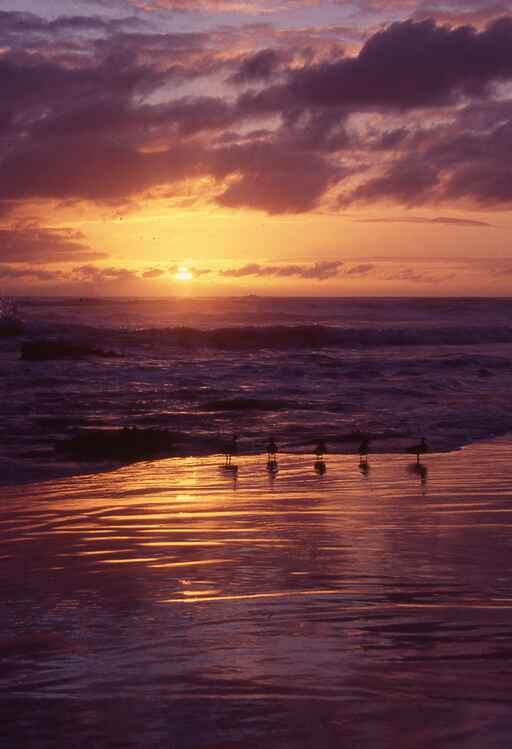 Piha to White’s Beach