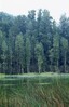 Swamp forest at Arohaki