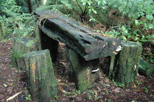 Jim Barnett Scenic Reserve Walks