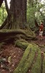 Massive kahikatea