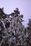 Hoar frost on a winter climb of Mount Robertson