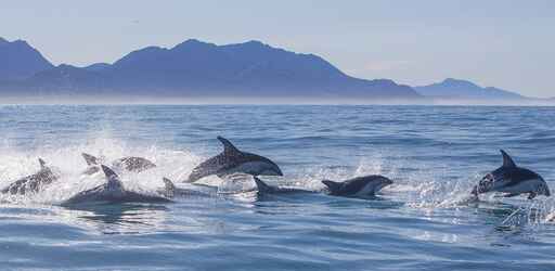 Dolphin Encounter Kaikoura