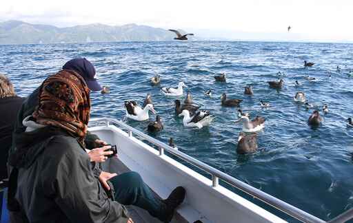 Albatross Encounter Kaikoura