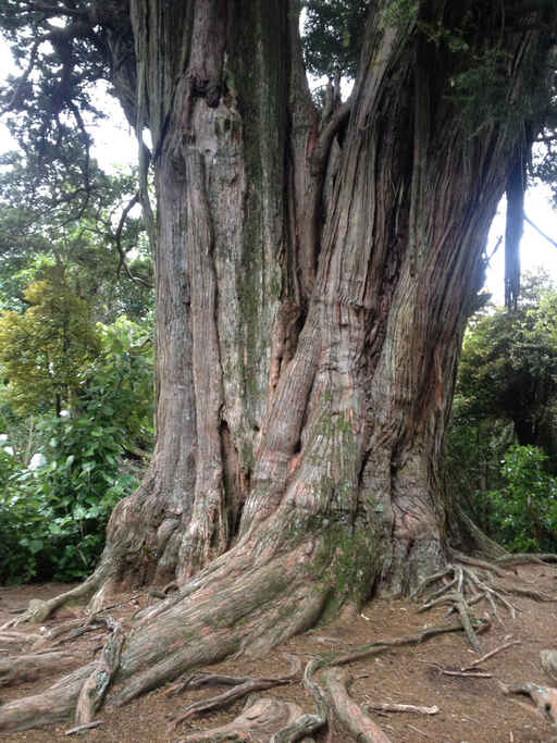 Montgomery Park Scenic Reserve - Banks Peninsula  