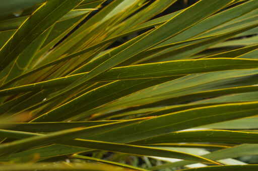 Dobson Nature Walk - Arthur's Pass