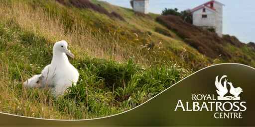 Royal Albatross Centre