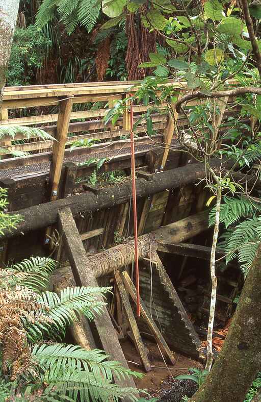 Kahikatea Walk / Model Dam - Kauaeranga Valley