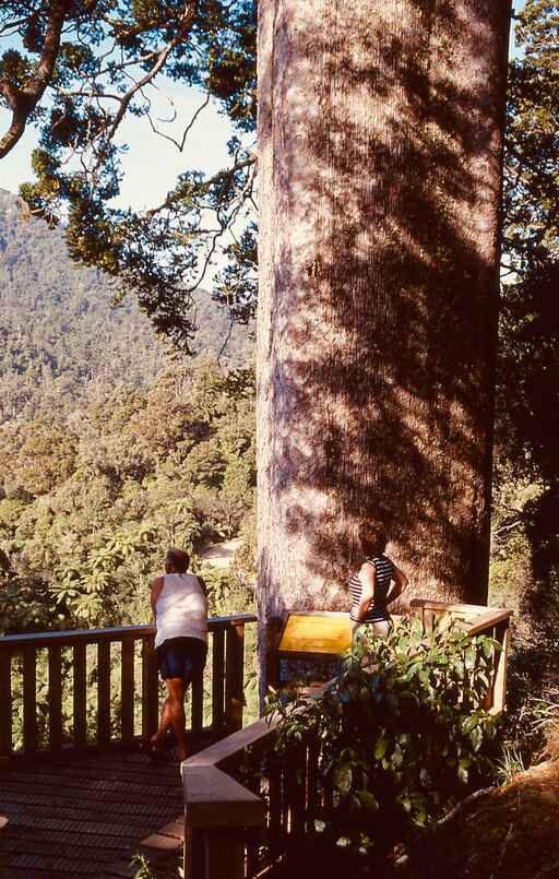 Square Kauri Tree - Tapu