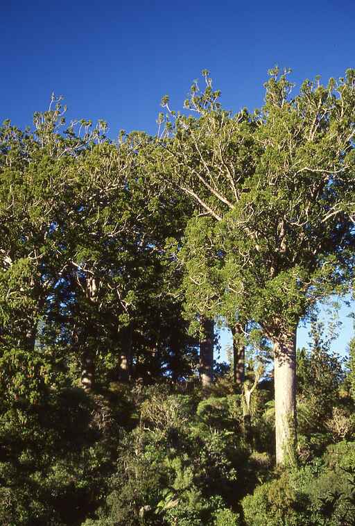 Waiau Falls and Kauri Grove Lookout Walk