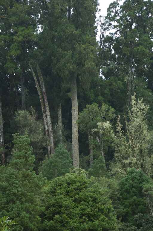 Rimu Walk - Pureora Forest Park 