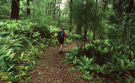 Yeoman's Track - Eastern Ruahine Forest Park