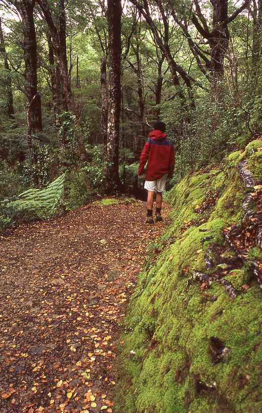 Orongorongo Track - Catchpool Valley, Rimutaka Forest Park