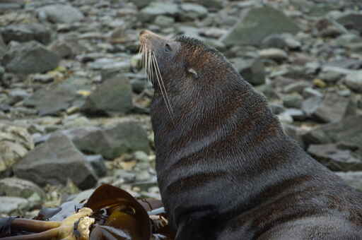 Tauranga Bay Seal Colony Walk