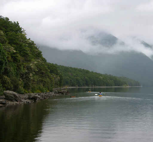 Bellbird Walk - Lake Rotoiti - Nelson Lakes National Park