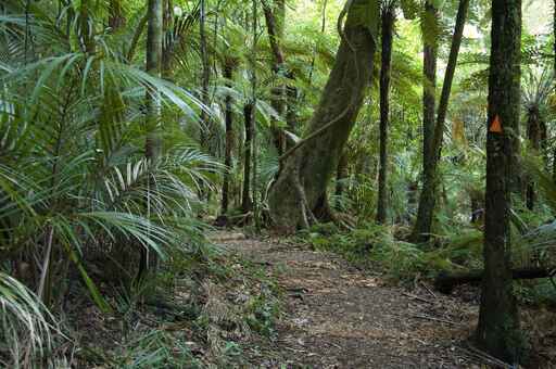 Nikau Walk and Kaniwhaniwha Caves - Pirongia Forest Park