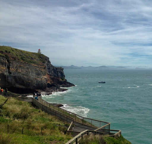 Albatross Viewing at Taiaroa Head Carpark