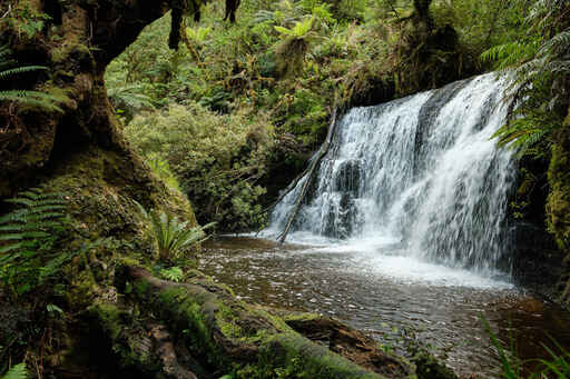 Waipohatu Walk - Catlins