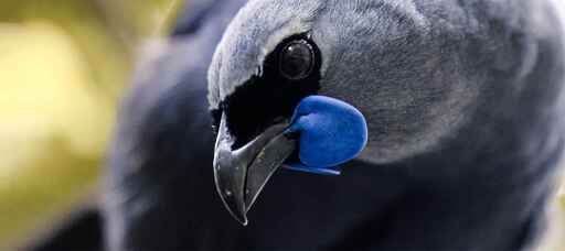 Pūkaha National Wildlife Centre