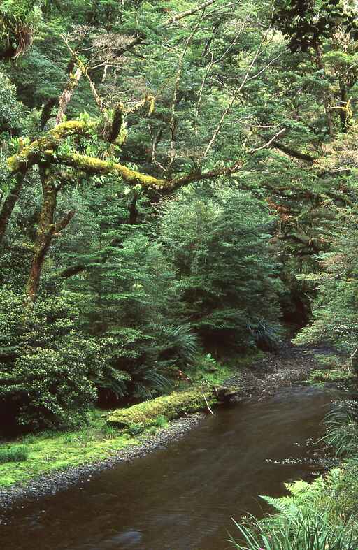 Sanctuary Track - Whirinaki Te Pua-a-Tane Conservation Park