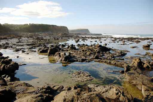 Curio Bay Petrified Forest