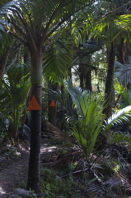 Nikau Walk - Kahurangi National Park