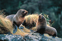 Milford Sound Day Cruises - Real Journeys