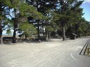 The big old pines along the beach front