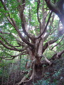 Mature trees along the track