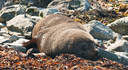 Seals amongst the rocks