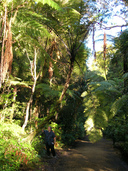 Kauri Rickers Walk