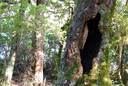 Lake Gunn nature walk