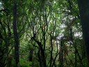 Mature native forest at Waihora Lagoon