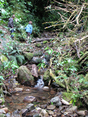 Tracks in Peel Forest