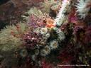 Marine life in the Bay of Islands