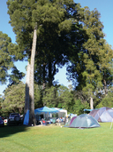 Pelorus Bridge Camping Ground