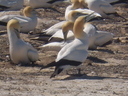 Book your Gannet Beach Adventure or Gannet Safari with us