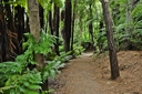 Paths lead through bush, with info on native species. 