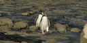 Meet the other local residents - Yellow eyed penguins