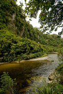 Walk through dense rainforest