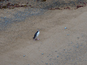 Yellow eyed Penguin