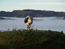 Misty cow