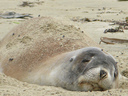 Sealion doing what they do best