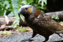 North Island Kaka lives here 