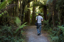 Walking in Westcoast rainforest to the falls