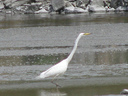 White Heron - Kotutu breeding grounds