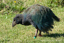 Takahe