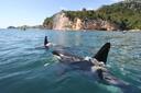 Orcas at play in the Te Whanganui-A-Hei Marine Reserve