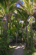 Nikau country